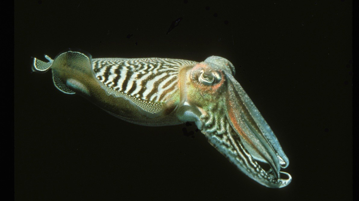 Cuttlefish and Their Amazing Technicolor Dreamcoats | Hakai